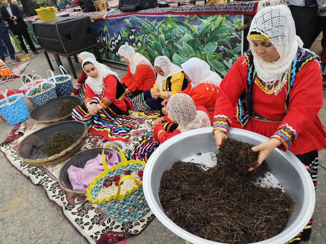نخستین جشنواره برداشت برگ سبز چای در شهرستان لنگرود برگزار شد